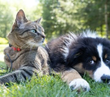 Andrew s ouo1hbizWwo unsplash jpg 360x320